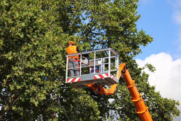 Best Tree Removal Services  in Rialto, CA